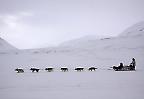 Hundeschlitten auf Spitzbergen (Norwegen)