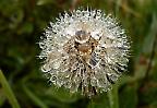 Wassertropfen auf einer Pusteblume