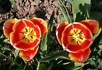 Tulpen im Frühlingsgarten