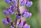 Hummel in einer Lupineblüte