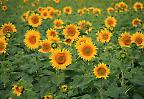 Sonnenblumenfeld
