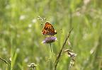 Schmetterling auf Futtersuche