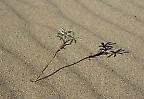 Einsame Pflanze im Sand