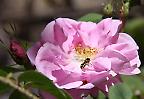 Schwebfliege auf der Blüte einer Heckenrose