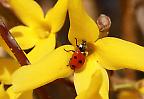 Marienkäfer auf einer Forsythienblüte