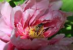 Schwebfliege auf der Blüte einer Pfingstrose