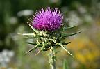 Blüte einer wilden Distel