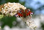 Tagpfauenauge im Sommergarten