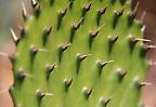 Saftig grünes Blatt eines Kaktus