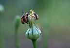 Drei Käfer auf einer Blüte