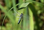 Libelle im Krka Nationalpark (Kroatien)