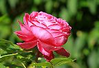 Rosenblüte in einem Spätsommergarten