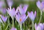 Die ersten Krokusse in einem schwäbischen Frühlingsgarten