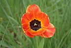 Farbenfrohe Frühlingsblume