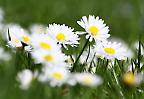 Gänseblümchen auf einer Naturwiese