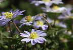 Blüten einer bunten Gartenanemone