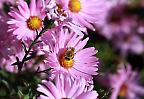 Herbstaster mit Bienenbesuch