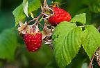 Saftige Himbeeren