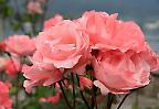 Blühende Rosen am Lago Maggiore