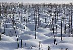 Seggengras mit Schnee am Schopflocher Moor