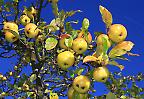 Apfelbaum auf der Schwäbischen Alb