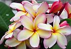 Frangipani, auch Wachsblume oder Tempelbaum genannt