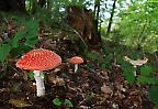 Roter Fliegenpilz (Amanita muscaria) im Herbstwald