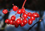 Beeren des Gewöhnlichen Schneeballs