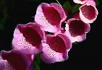 Roter Fingerhut, (Digitalis purpurea)