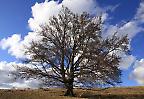 Solitärbaum im Vorfrühling, Schwäbische Alb