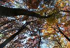 Herbstwald auf der Schwäbischen Alb