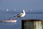 Möwe im Hafen von Konstanz