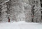 Winterwald im Stromberg, Baden-Württemberg