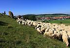 Schafherde im Maar-Kraterrand von Donnstetten, Schwäbische Alb