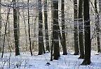 Reif im Wald bei Donnstetten, Schwäbische Alb