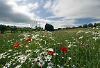 Sommerliche Blumenwiese bei Bretten, Baden-Württemberg