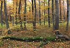 Herbstwald bei Oberlenningen, Schwäbische Alb