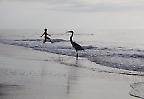 Fischreiher auf Landgang