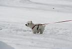 Schneehund an der Leine