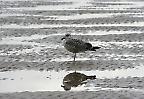 Jungmöwe am Strand von Essaouira (Marokko)