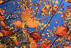 Herbstwald im Mohonk Preserve, New York (USA)
