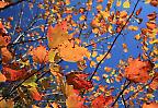 Herbstwald im Mohonk Preserve, New York (USA)