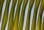 Palmenblatt in Darwin, Northern Territory (Australien)