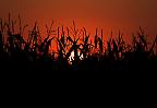 Sonnenuntergang hinter einem Maisfeld bei Winnenden, Baden-Württemberg (Deutschland)