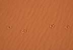 Spuren eines Wüstenfuchses im Sand des Erg Ubari, Sahara (Libyen)