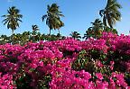 Bougainvillea in voller Blüte, Puerto Rico (USA)