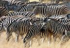 Steppenzebraherde, Etosha-Nationalpark (Namibia)