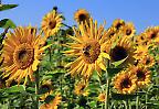 Sonnenblumen in voller Blüte, Baden-Württemberg (Deutschland)