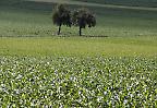 Felder in der Pfalz (Deutschland)