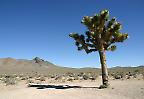 Josuabaum nahe des Death Valley Nationalparks, Kalifornien (USA)